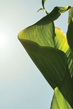 Exclusive Sun